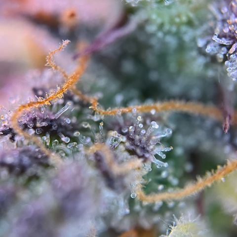 Forbidden Cherry Auto growlog timeline photo