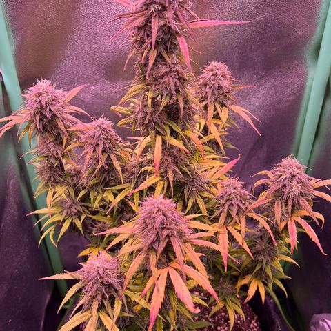 Forbidden Cherry Auto growlog timeline photo