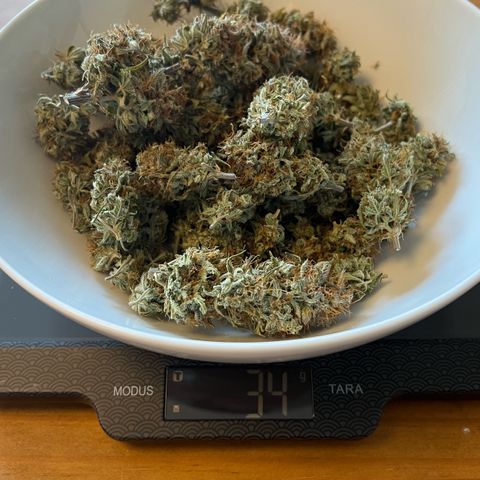 Forbidden Cherry Auto growlog timeline photo