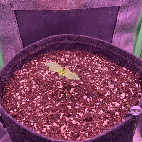 Forbidden Cherry Auto growlog timeline photo