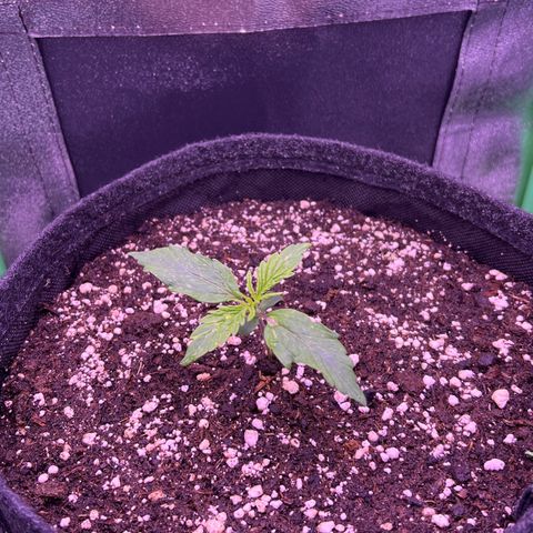 Forbidden Cherry Auto growlog timeline photo