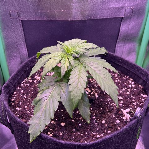 Forbidden Cherry Auto growlog timeline photo