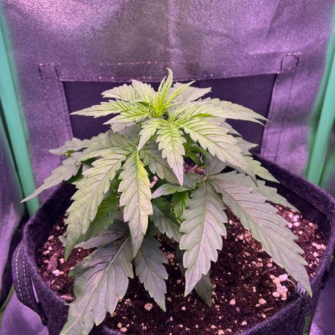Forbidden Cherry Auto growlog timeline photo