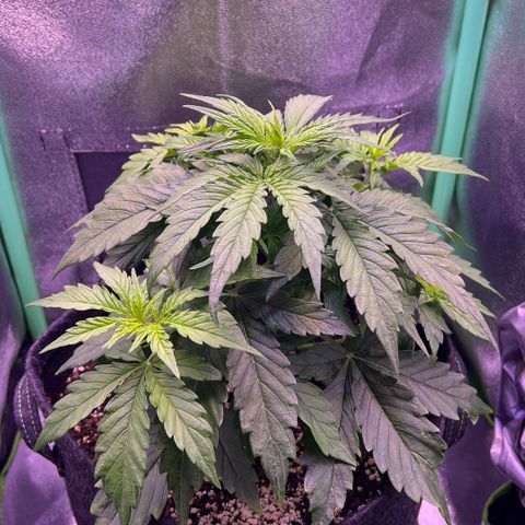 Forbidden Cherry Auto growlog timeline photo