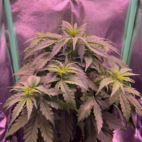 Forbidden Cherry Auto growlog timeline photo