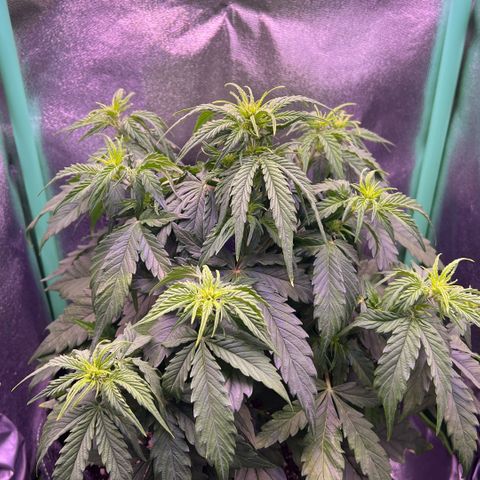 Forbidden Cherry Auto growlog timeline photo