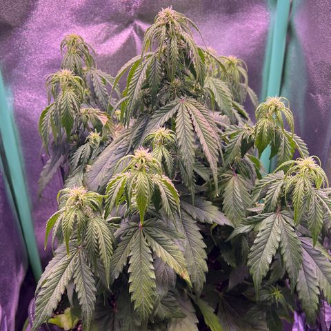 Forbidden Cherry Auto growlog timeline photo