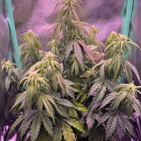 Forbidden Cherry Auto growlog timeline photo