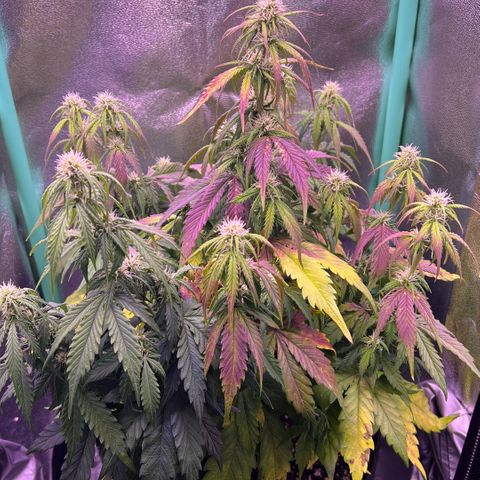 Forbidden Cherry Auto growlog timeline photo