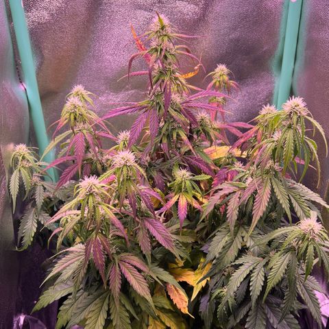 Forbidden Cherry Auto growlog timeline photo