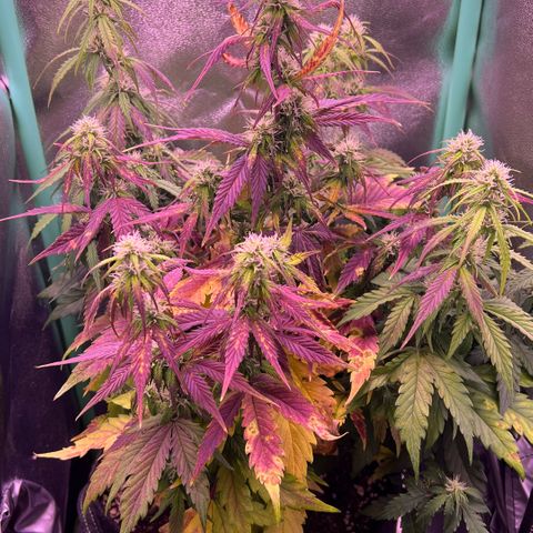 Forbidden Cherry Auto growlog timeline photo