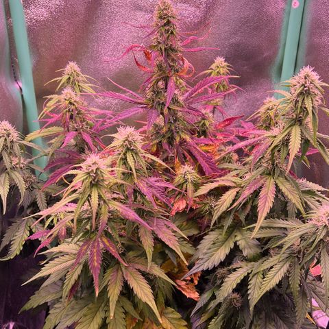 Forbidden Cherry Auto growlog timeline photo