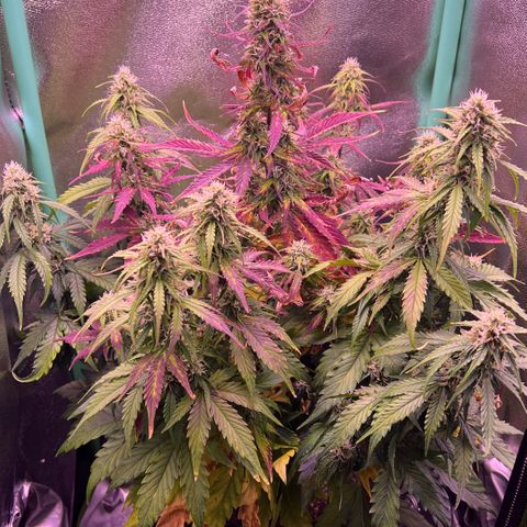 Forbidden Cherry Auto growlog timeline photo