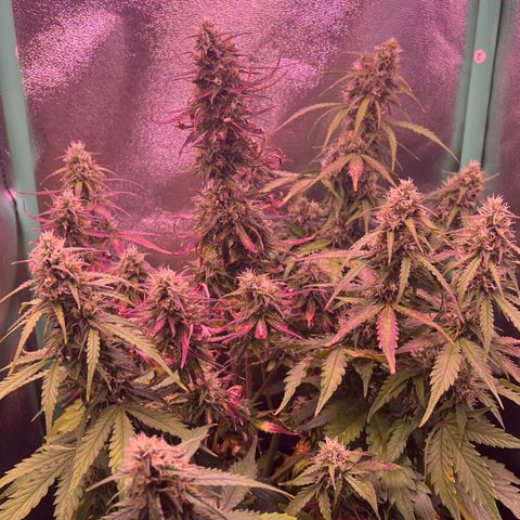 Forbidden Cherry Auto growlog timeline photo