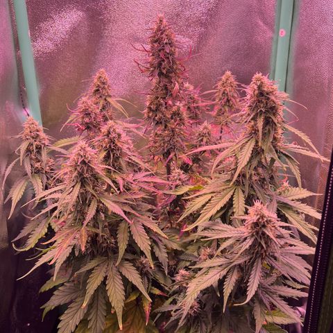 Forbidden Cherry Auto growlog timeline photo