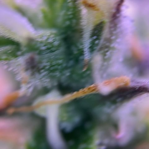 Forbidden Cherry Auto growlog timeline photo