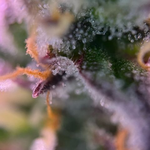 Forbidden Cherry Auto growlog timeline photo