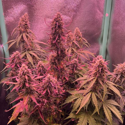 Forbidden Cherry Auto growlog timeline photo