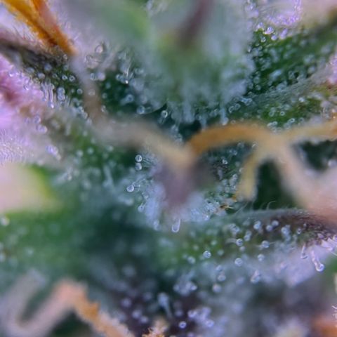 Forbidden Cherry Auto growlog timeline photo
