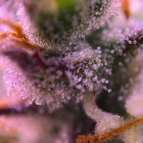 Forbidden Cherry Auto growlog timeline photo