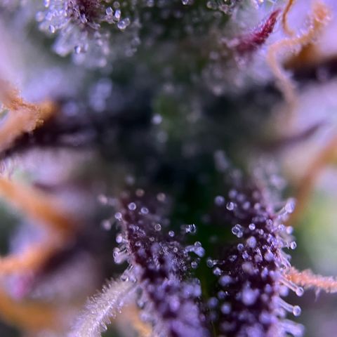 Forbidden Cherry Auto growlog timeline photo
