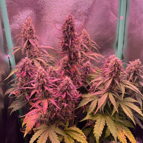 Forbidden Cherry Auto growlog timeline photo