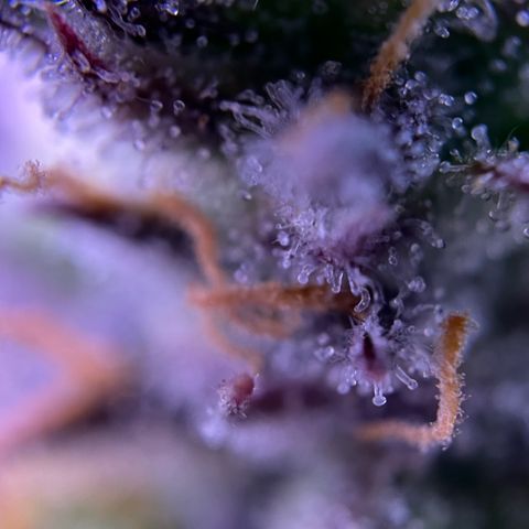 Forbidden Cherry Auto growlog timeline photo