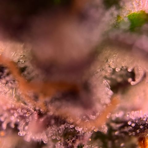 Forbidden Cherry Auto growlog timeline photo