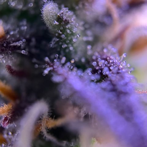 Forbidden Cherry Auto growlog timeline photo