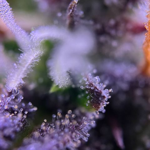 Forbidden Cherry Auto growlog timeline photo