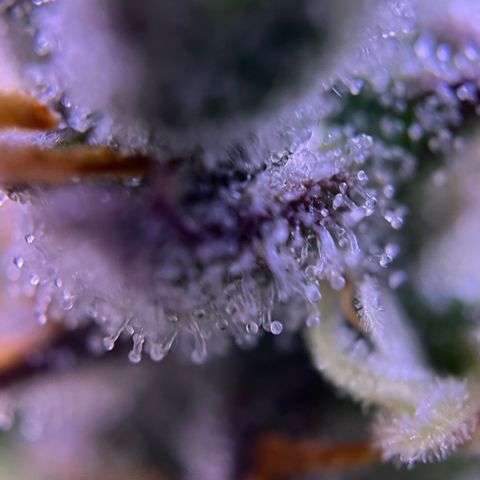 Forbidden Cherry Auto growlog timeline photo