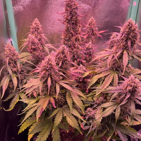 Forbidden Cherry Auto growlog timeline photo