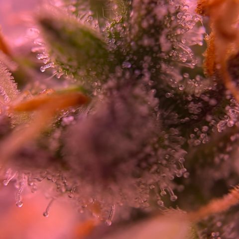 Forbidden Cherry Auto growlog timeline photo