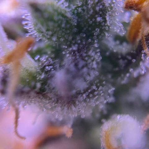 Forbidden Cherry Auto growlog timeline photo