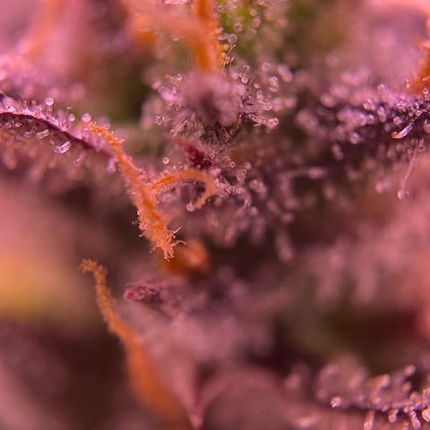 Forbidden Cherry Auto growlog timeline photo