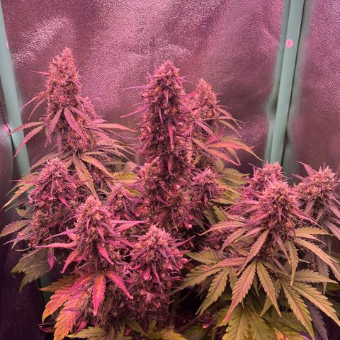 Forbidden Cherry Auto growlog timeline photo
