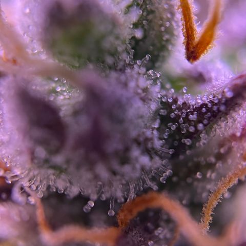 Forbidden Cherry Auto growlog timeline photo