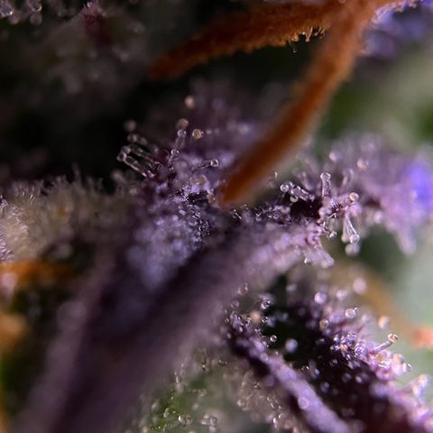 Forbidden Cherry Auto growlog timeline photo