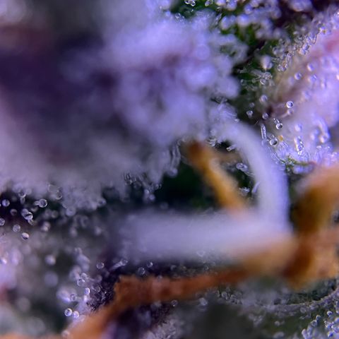Forbidden Cherry Auto growlog timeline photo