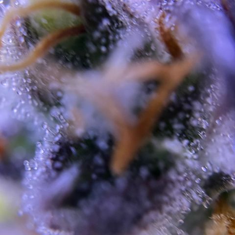 Forbidden Cherry Auto growlog timeline photo