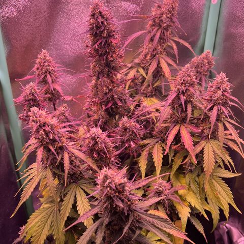 Forbidden Cherry Auto growlog timeline photo