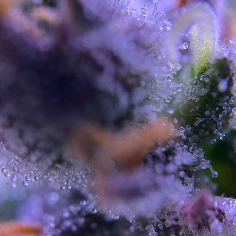 Forbidden Cherry Auto growlog timeline photo