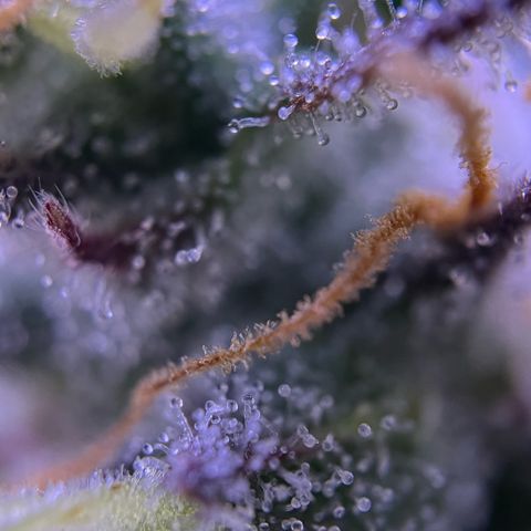 Forbidden Cherry Auto growlog timeline photo