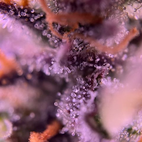 Forbidden Cherry Auto growlog timeline photo