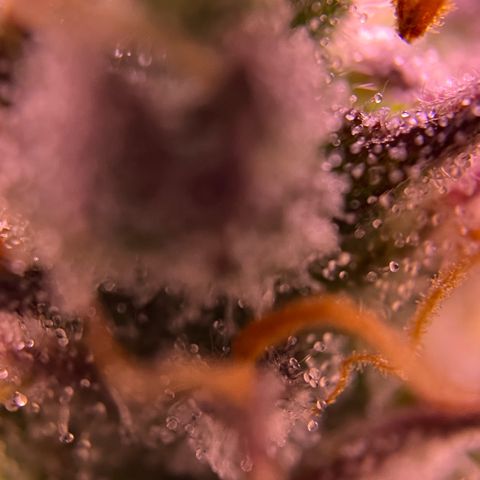 Forbidden Cherry Auto growlog timeline photo
