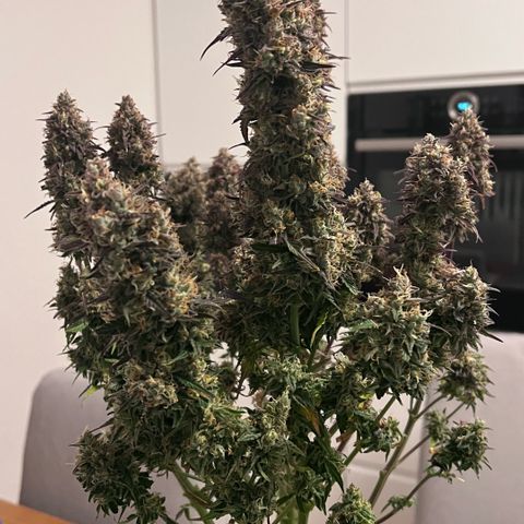 Forbidden Cherry Auto growlog timeline photo