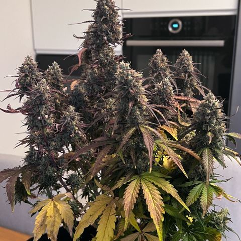 Forbidden Cherry Auto growlog timeline photo