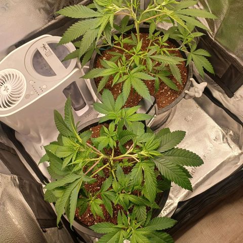 Big Bud 2 growlog photo: Photo of first supercropping