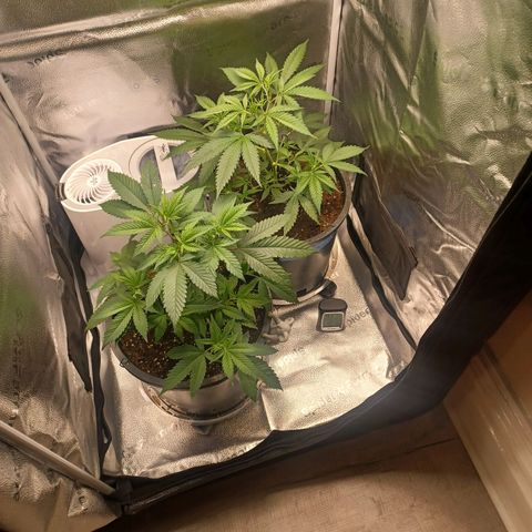 Big Bud 2 growlog timeline photo