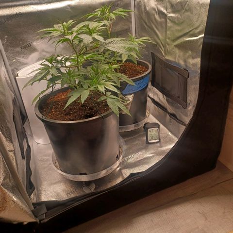 Big Bud 2 growlog timeline photo